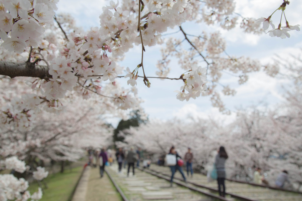 インクラインの春景Ⅱ