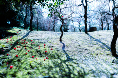 城南宮の春　Ⅲ