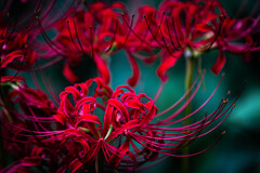 深紅の彼岸花