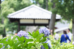 紫陽花苑で。