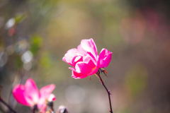 冬に咲く薔薇　Ⅰ