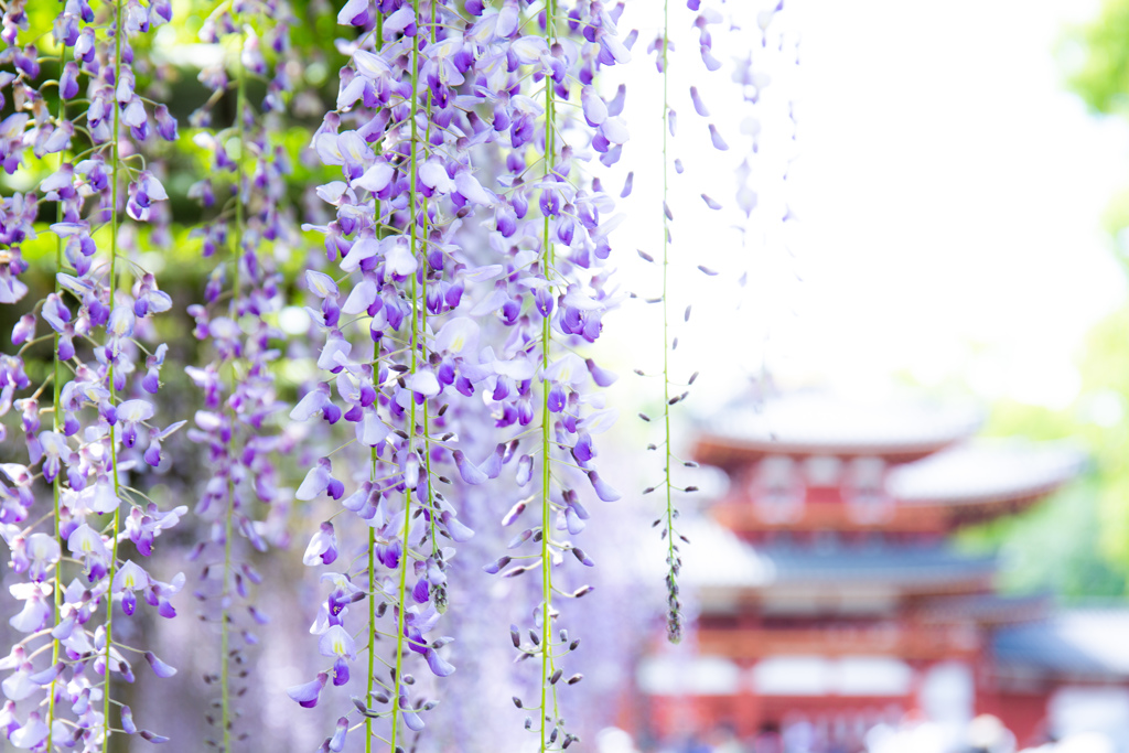 平等院の藤