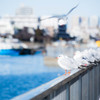 晴れた冬の日