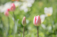 Tulip