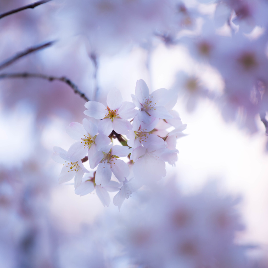 しだれ桜 三選 ③