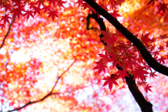 永観堂の紅葉　Ⅰ
