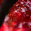 智積院の紅葉　Ⅵ