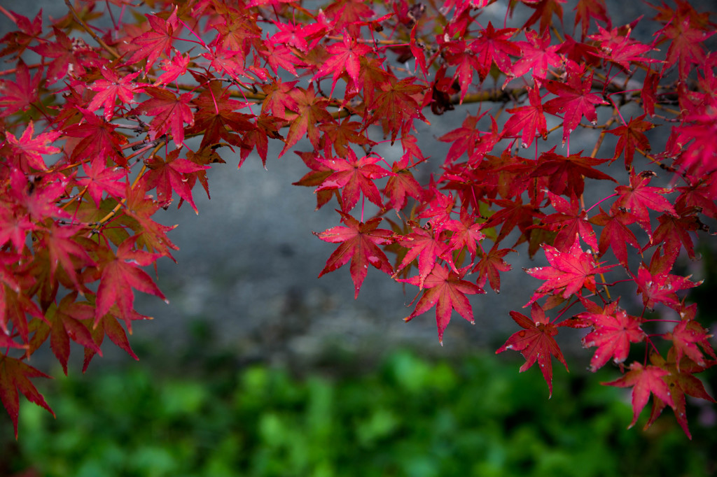 紅く染まる。