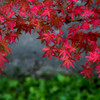 紅く染まる。