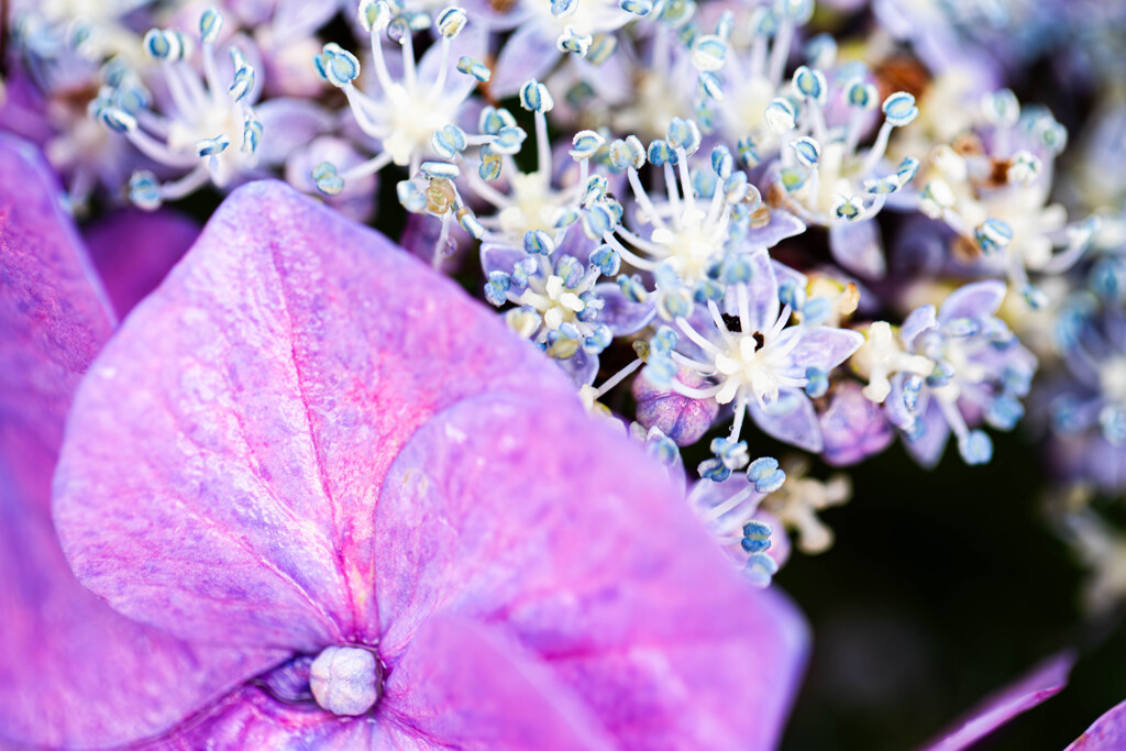 ガクアジサイの花　Ⅰ