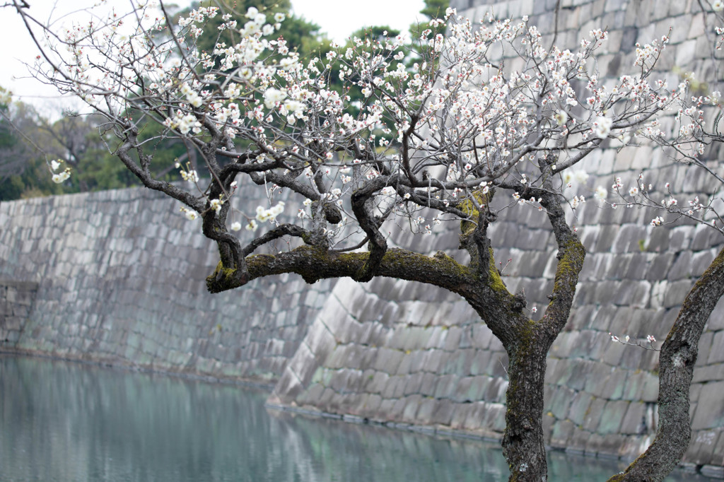 二条城梅園にて。