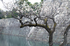 二条城梅園にて。