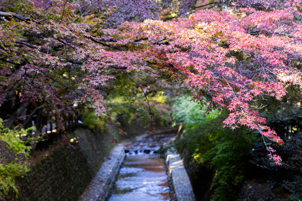 北野天満宮もみじ苑にて　Ⅳ