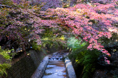 北野天満宮もみじ苑にて　Ⅳ