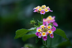 近所のランタナ　Ⅰ