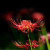 曼珠沙華