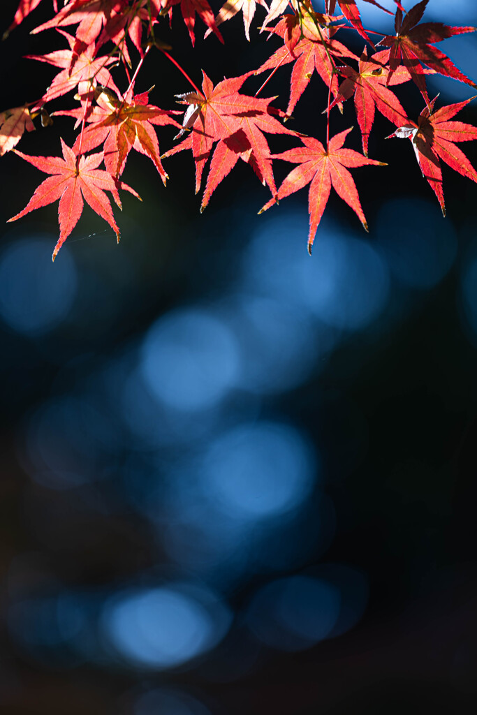 紅の吐息