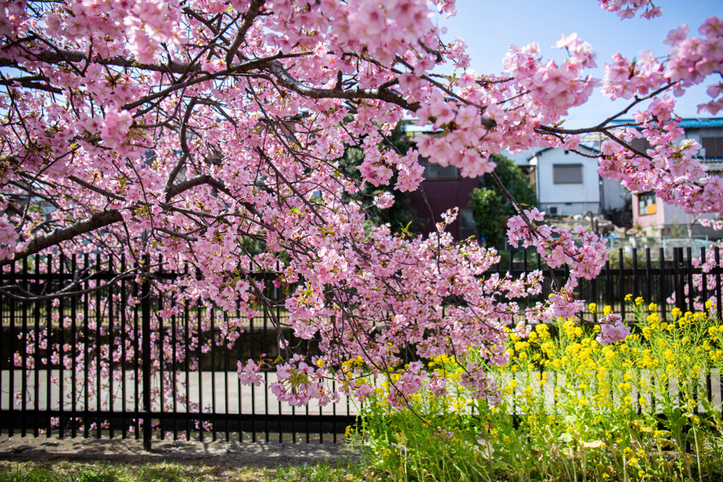 河津桜と菜の花