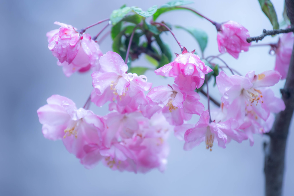 雨に日に。　Ⅰ