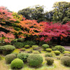 旧古河庭園の紅葉　Ⅱ
