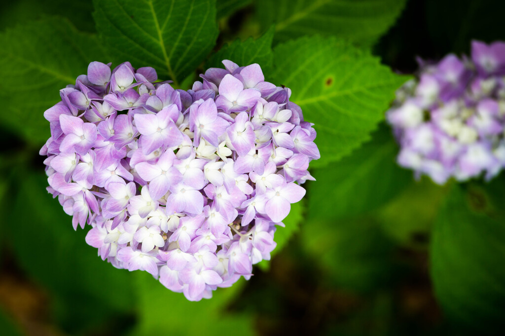 ハートじかけのアジサイ　Ⅲ