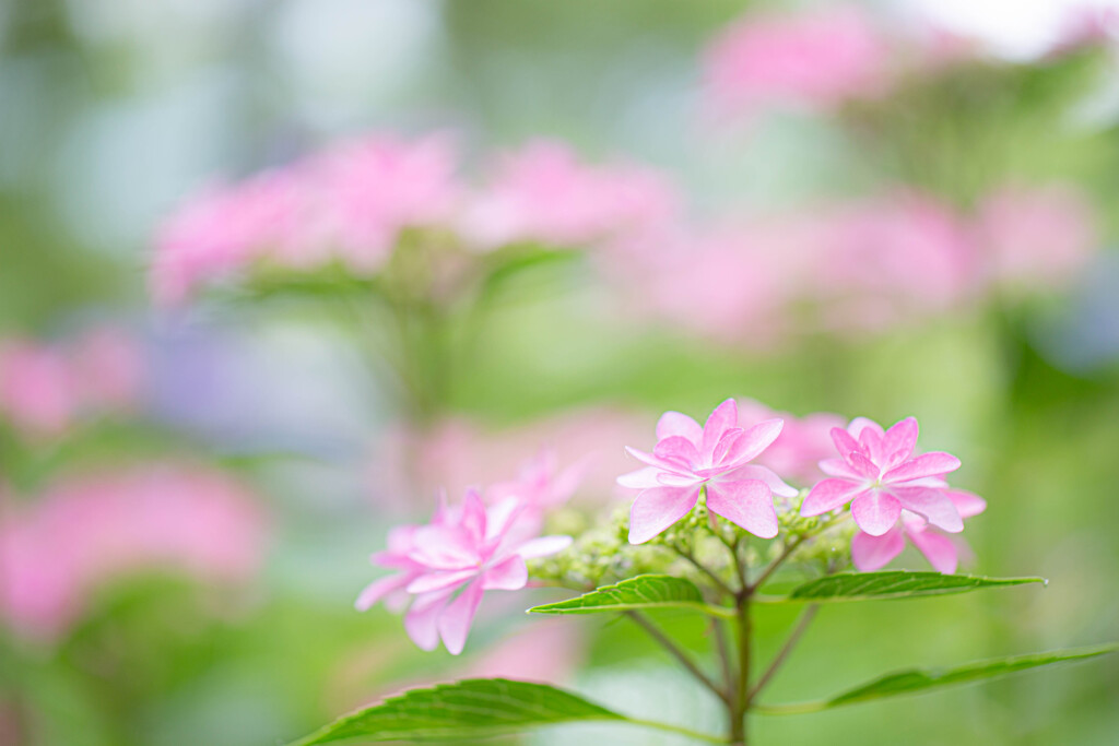 紫陽花に魅せられて　Ⅲ