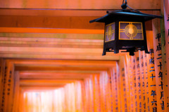 朝の千本鳥居　Ⅴ