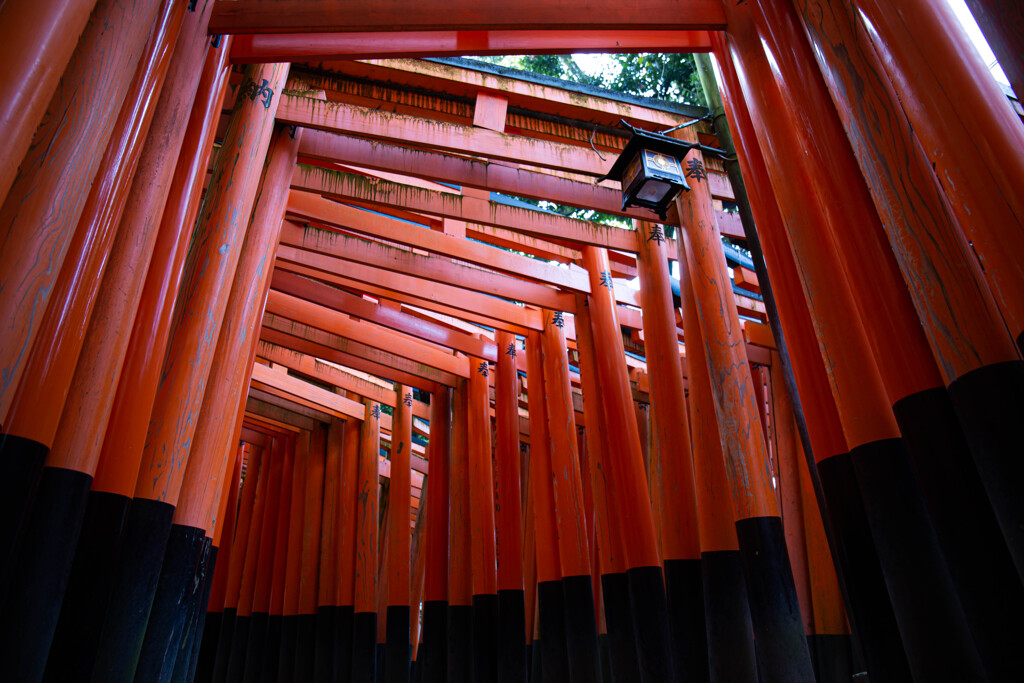 朝の千本鳥居　Ⅶ