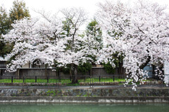 疎水の桜　Ⅰ