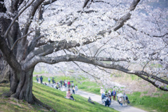 八幡の桜　Ⅱ