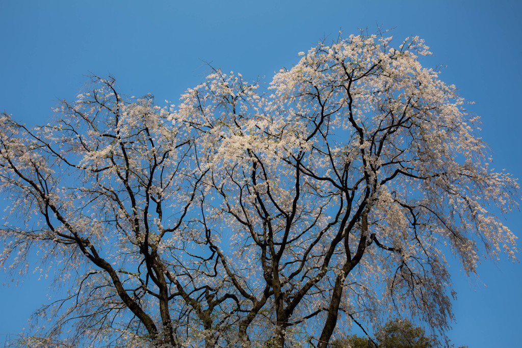 六義園のしだれ桜