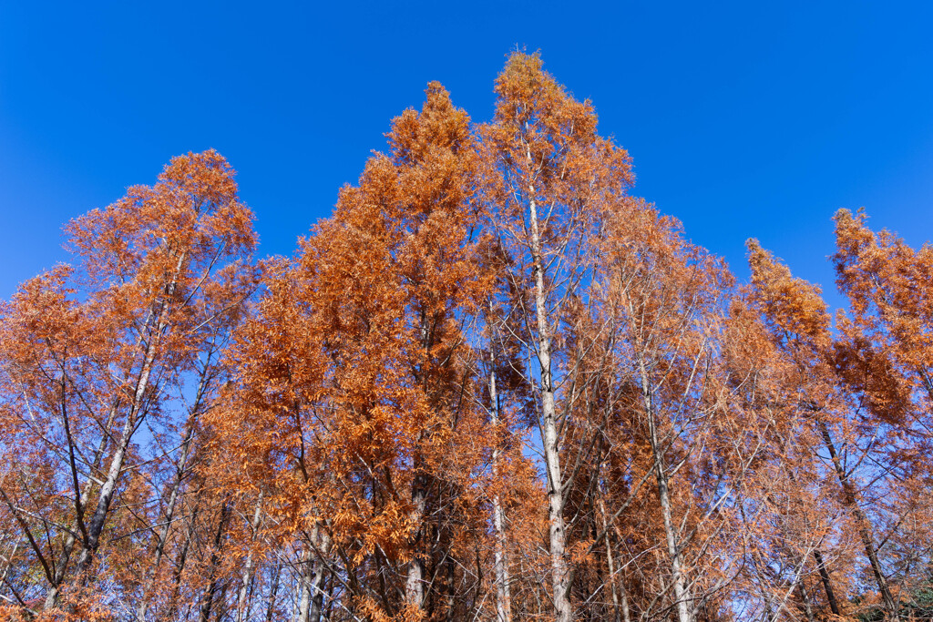 青空とメタセコイアの紅葉