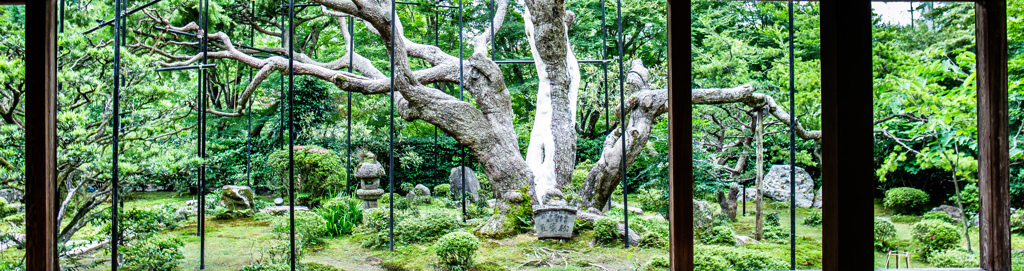 『宝泉院の五葉松』