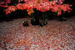 光明院の紅葉。