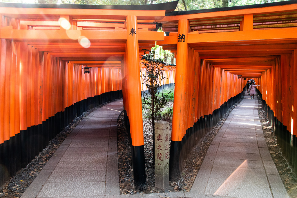 夏・千本鳥居の朝　Ⅱ