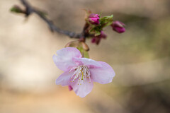 河津桜が咲き始めました。 ②