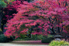 紅葉の六義園で。