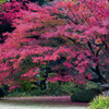 紅葉の六義園で。