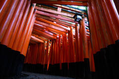 朝の千本鳥居　Ⅱ