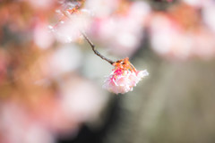 冬に咲く寒桜　Ⅰ