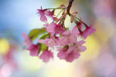 河津桜のさくら色　Ⅲ