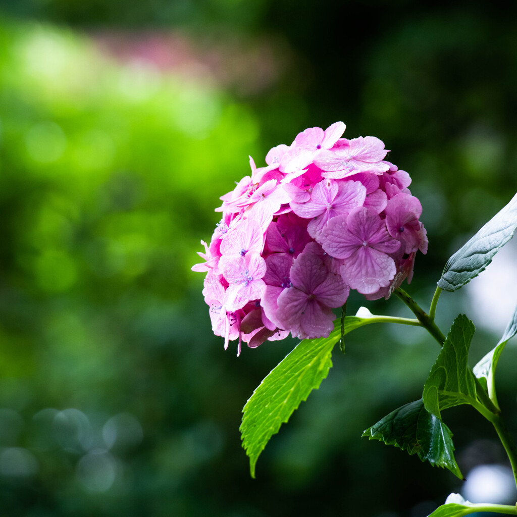 紫陽花