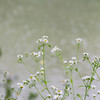 雨×姫女苑