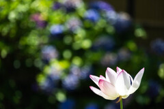 蓮を彩る。