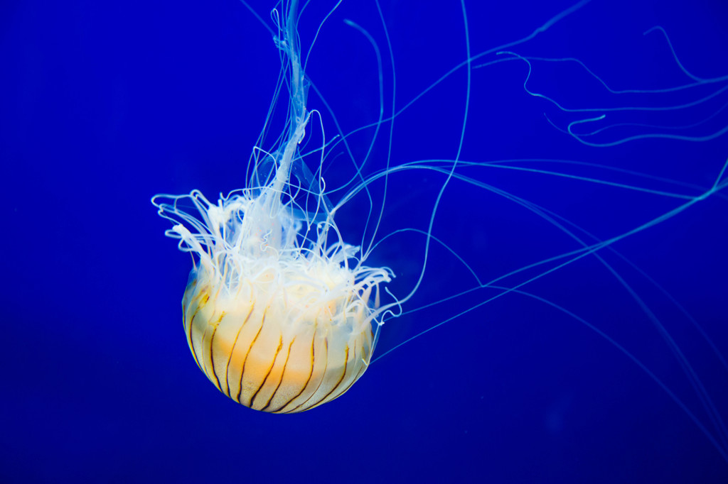 Jellyfish Ⅱ