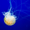 Jellyfish Ⅱ