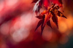 紅葉の影