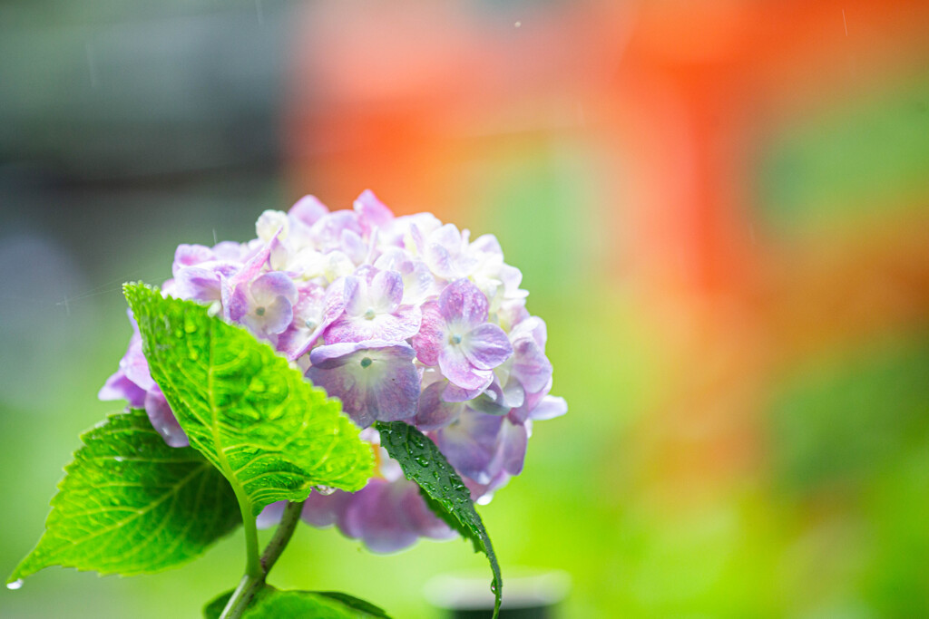 紫陽花苑で　Ⅴ