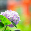 紫陽花苑で　Ⅴ