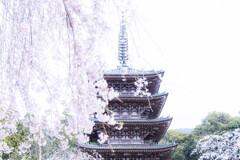 春の醍醐寺で　Ⅶ